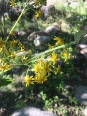 Senecio deferens