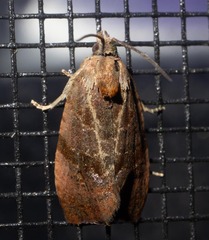 Evora hemidesma