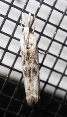Microcrambus minor