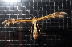 Pterophoridae