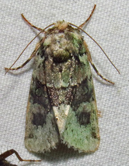 Lacinipolia explicata