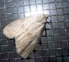 Hyperstrotia pervertens