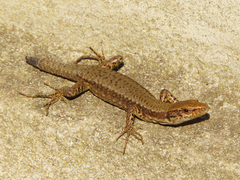 Darevskia mixta