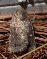 Pseudorthodes vecors