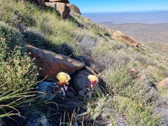 Boophone haemanthoides