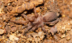 Chilobrachys