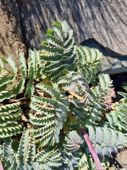 Melianthus major