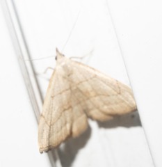 Macrochilo litophora