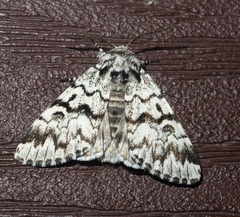 Panthea acronyctoides