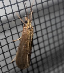 Annulipalpia