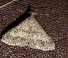 Renia flavipunctalis