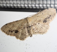 Idaea dimidiata