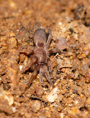 Chilobrachys