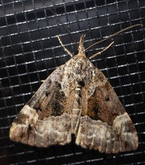Hypena palparia