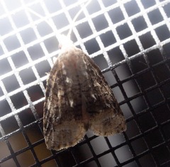 Platynota exasperatana