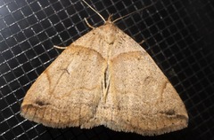 Zanclognatha laevigata