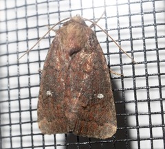 Pseudorthodes vecors