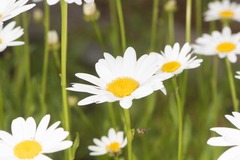 Leucanthemum vulgare