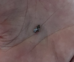 Echinolittorina ziczac