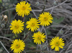 Crepis vesicaria taraxacifolia