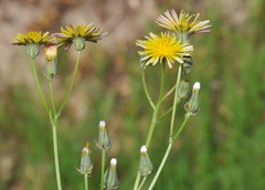 Crepis vesicaria taraxacifolia