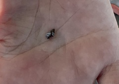 Echinolittorina ziczac