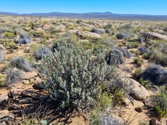 Euryops lateriflorus