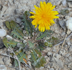 Crepis vesicaria taraxacifolia