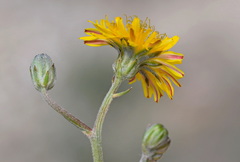 Crepis vesicaria taraxacifolia