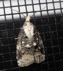 Platynota exasperatana