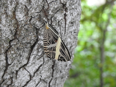 Colobura dirce dirce