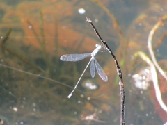 Lestes praemorsus