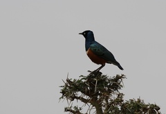 Lamprotornis superbus