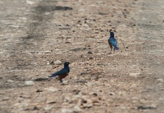 Lamprotornis superbus