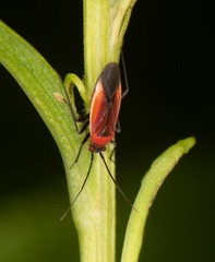 Lopidea instabilis