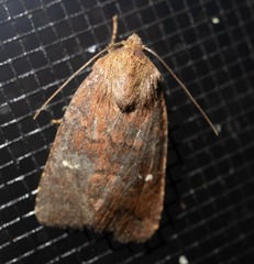 Pseudorthodes vecors