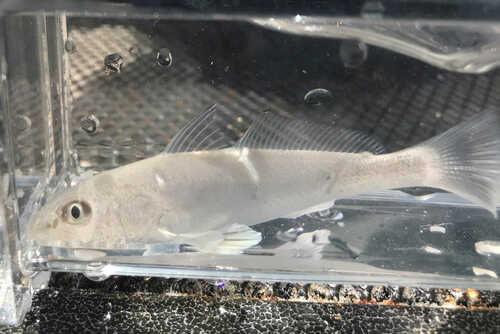 Southern kingcroaker (Menticirrhus americanus) — Sciaenidae — 3