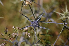 Eryngium caeruleum