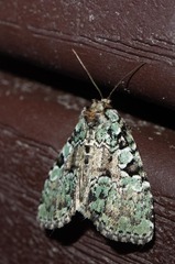 Leuconycta lepidula