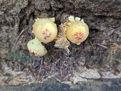 Calostoma
