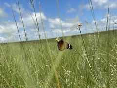 Danaus chrysippus orientis