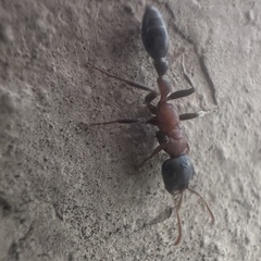 Tetraponera rufonigra