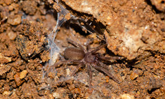 Chilobrachys