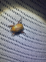 Anoplognathus montanus