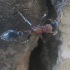 Tetraponera rufonigra