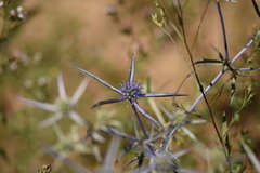 Eryngium caeruleum