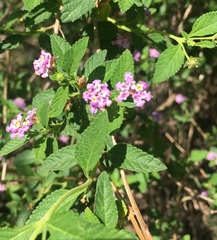 Lantana fucata