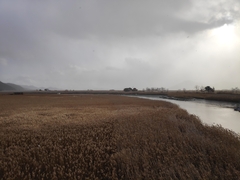 Phragmites australis