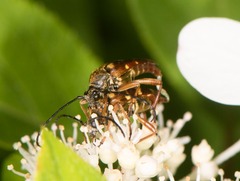 Typocerus velutinus