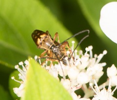 Typocerus velutinus